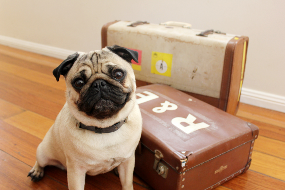 Transporte de animais de estimação: o que pode e o não pode?